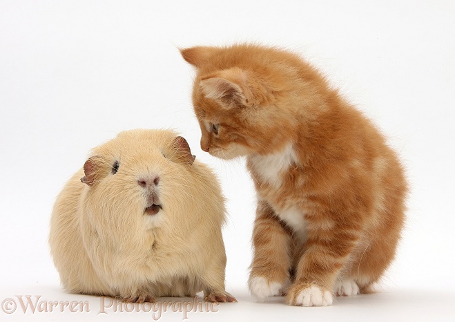 Ginger kitten, Butch, 7 weeks old, and yellow Guinea pig, white background