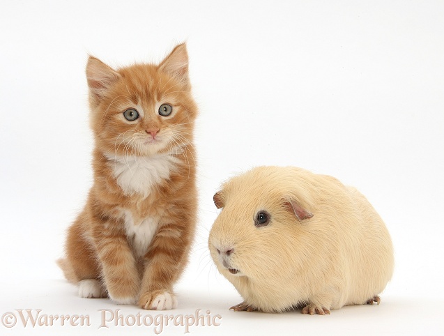 Ginger kitten, Butch, 7 weeks old, and yellow Guinea pig, white background