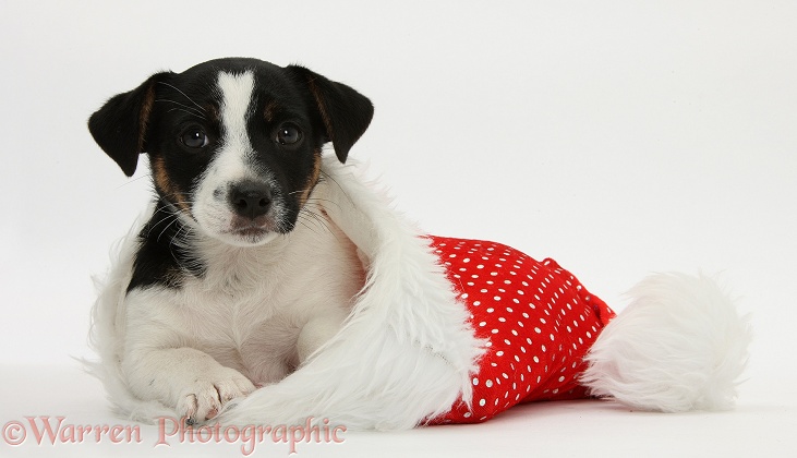 Jack Russell Terrier pup, Rubie, 9 weeks old, in a Father Christmas hat, white background