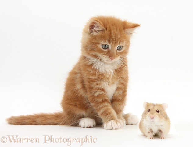 Ginger kitten, Butch, 7 weeks old, and Russian Hamster, white background