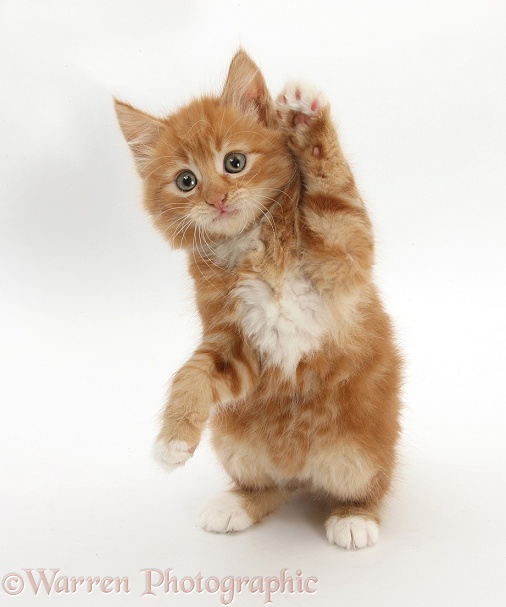 Ginger kitten, Butch, 7 weeks old, standing up and reaching out, white background