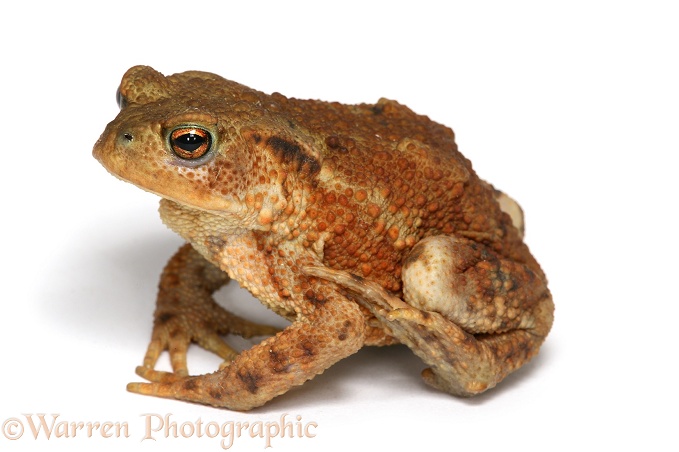 Common Toad (Bufo bufo), white background