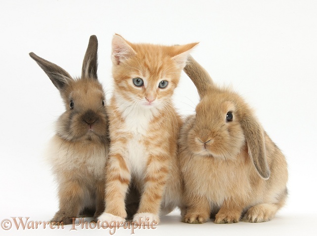 Ginger kitten, Tom, 7 weeks old, and young Lionhead-Lop rabbits, white background
