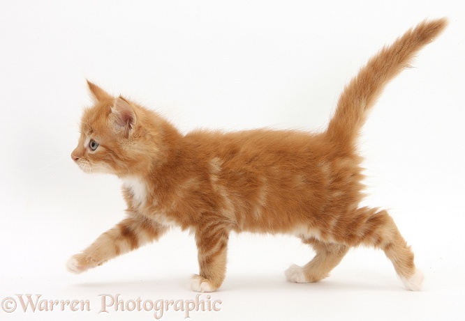 Ginger kitten, Butch, 7 weeks old, walking across, white background