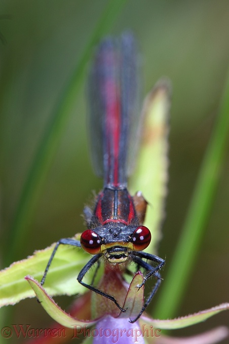 Large Red Damselfly (Pyrrhosoma nymphula) female