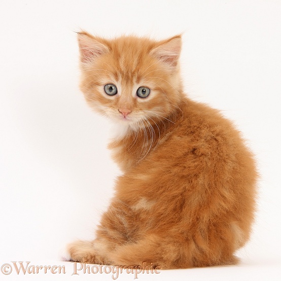Ginger kitten, Butch, 6 weeks old, looking over his shoulder, white background