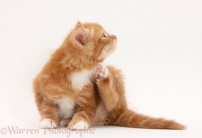 Ginger kitten, Butch, 6 weeks old, scratching himself, white background