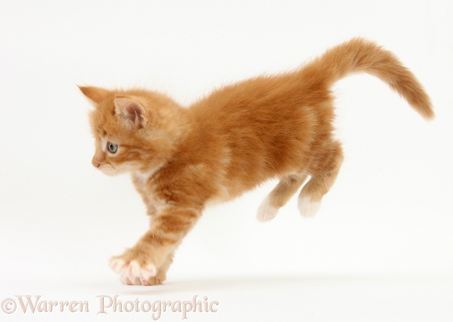 Ginger kitten, Butch, 7 weeks old, running across, white background