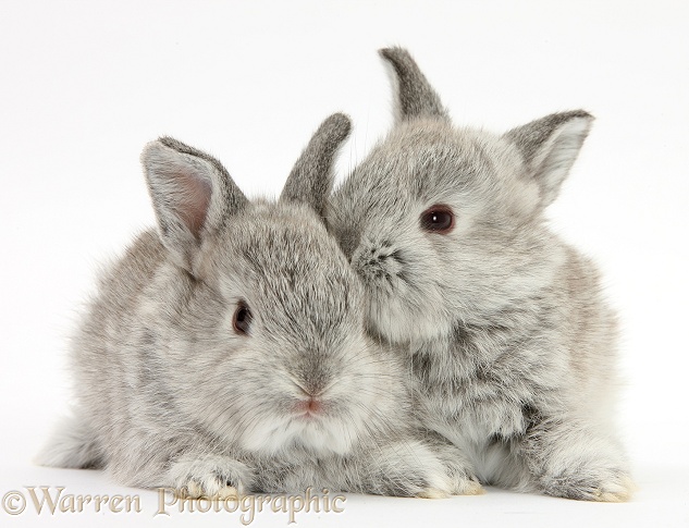 Baby silver Lop rabbits, white background