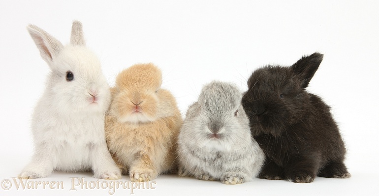 Four baby Lop rabbits, white background
