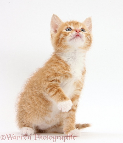 Ginger kitten, Tom, 6 weeks old, sitting with a paw raised, white background