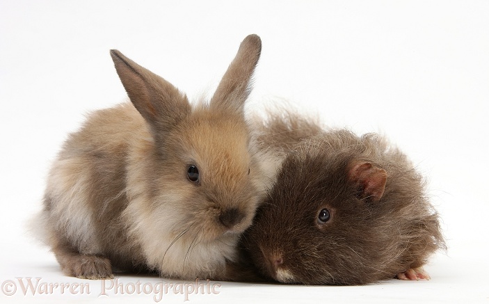Baby Lionhead-Lop rabbit and shaggy Guinea pig, white background