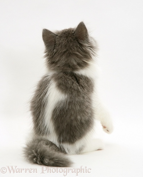 Grey-and-white kitten, back view, white background