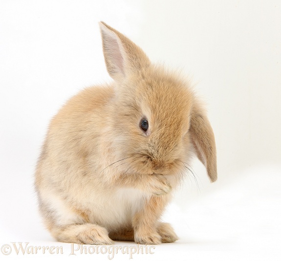 Baby Sandy Lop rabbit washing his paw, white background