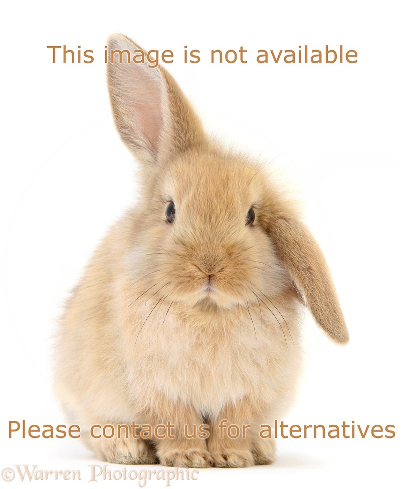 Baby Sandy Lop rabbit, white background