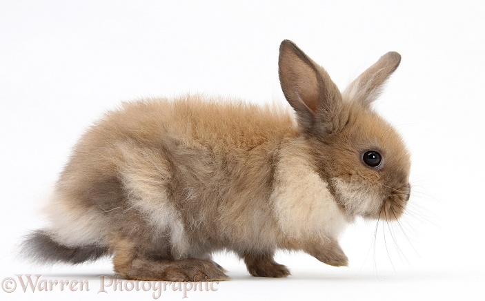Baby Lionhead-cross rabbit, white background