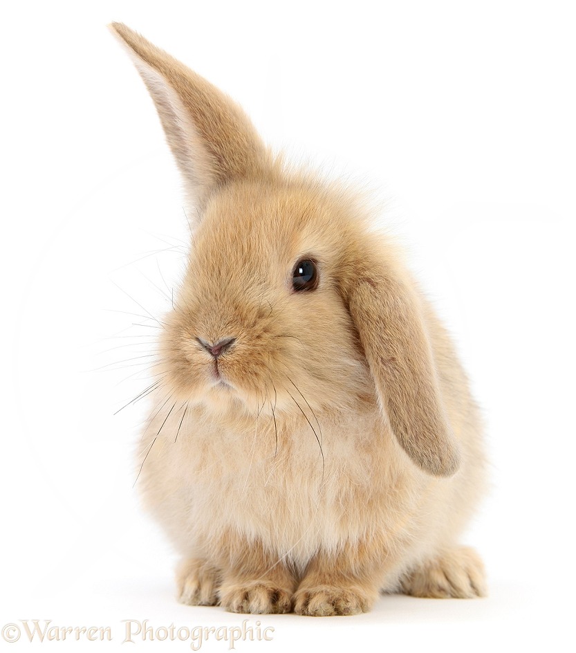 Baby Sandy Lop rabbit, white background