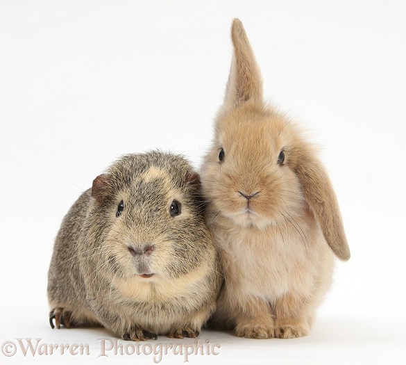 Yellow-agouti Guinea pig and baby Sandy Lop rabbit, white background