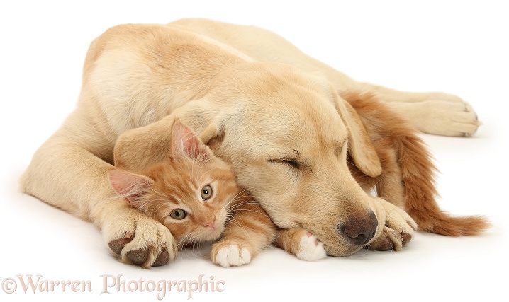 Ginger kitten, Butch, 10 weeks old, and sleepy Yellow Labrador Retriever pup, white background