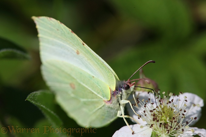 Brimstone Butterfly (Gonepteryx rhamni) female feeding on bramble