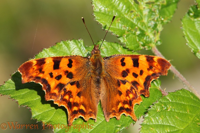 Comma Butterfly (Polygonia c-album) male basking on a bramble leaf