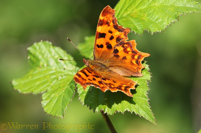 Comma Butterfly (Polygonia c-album) male basking on a bramble leaf