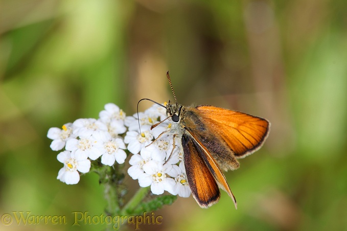Small Skipper Butterfly (Thymelicus sylvestris) female feeding on yarrow