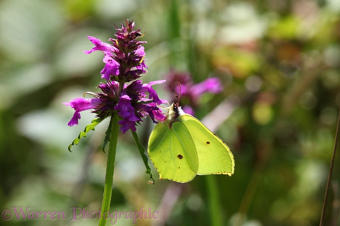 Brimstone Butterfly (Gonepteryx rhamni) male on Betony (Betonica officionalis)