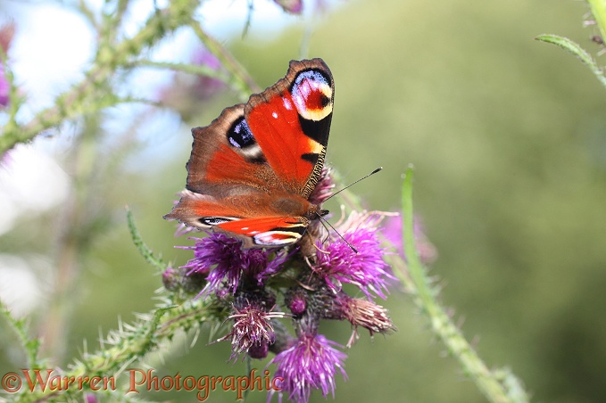 Peacock Butterfly (Inachis io) on Marsh Thistle (Circium palustre)