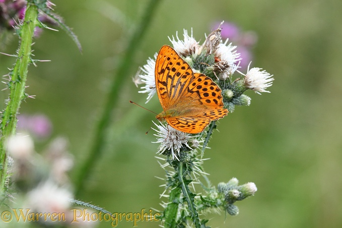Silver-washed Fritillary (Argynnis paphia) male on Marsh Thistle (Circium palustre)