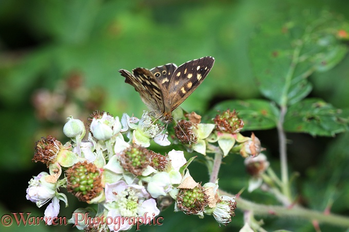 Speckled Wood Butterfly (Pararge aegeria) male on Bramble
