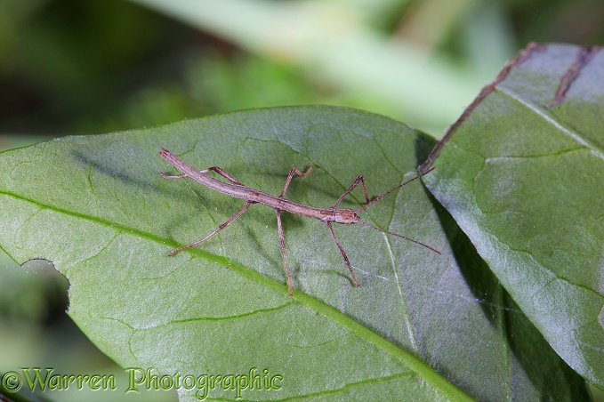 Stick insect (Carausius morosus), 2nd instar nymph