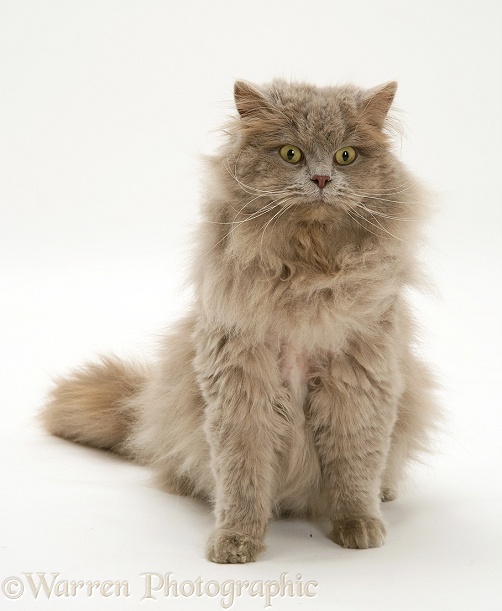 Lilac longhair cat, white background