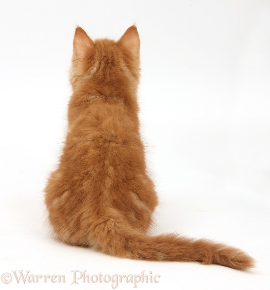 Ginger kitten, Butch, 10 weeks old, back view, white background