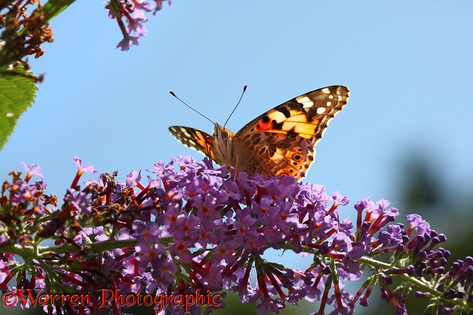 Painted Lady Butterfly (Cynthia cardui) on Buddleia