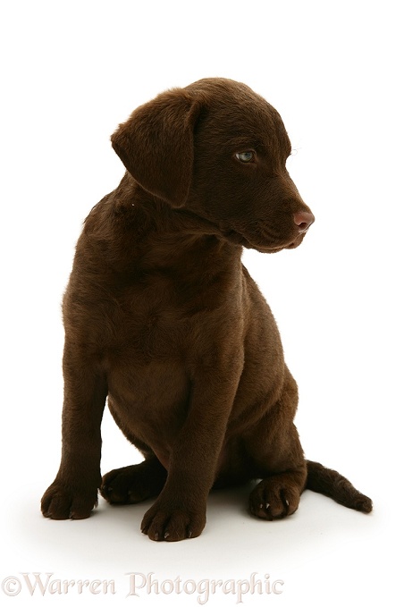 Chesapeake Bay Retriever dog pup, Teague, white background