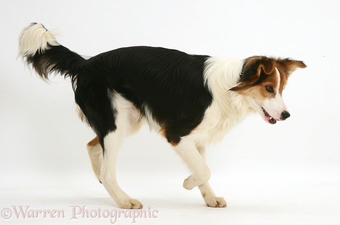 Young tricolour Border Collie pup trotting across, white background