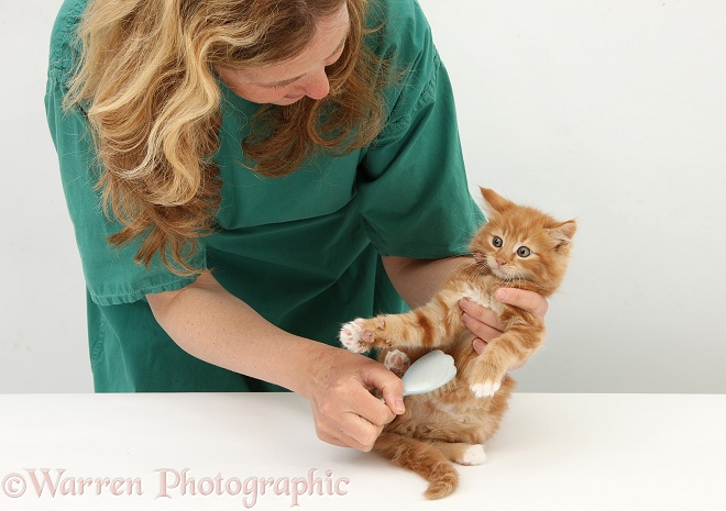 Vet nurse, Miriam, grooming ginger kitten, Butch, 8 weeks old, with a soft brush, white background