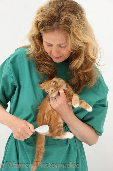 Vet nurse, Miriam, grooming ginger kitten, Butch, 8 weeks old, with a soft brush, white background