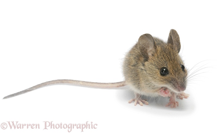 Yellow-necked Mouse (Apodemus flavicollis) juvenile, white background