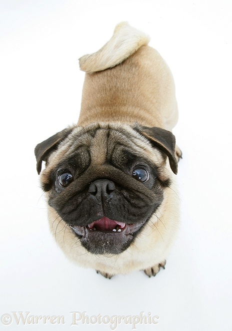 Fawn Pug looking up, white background