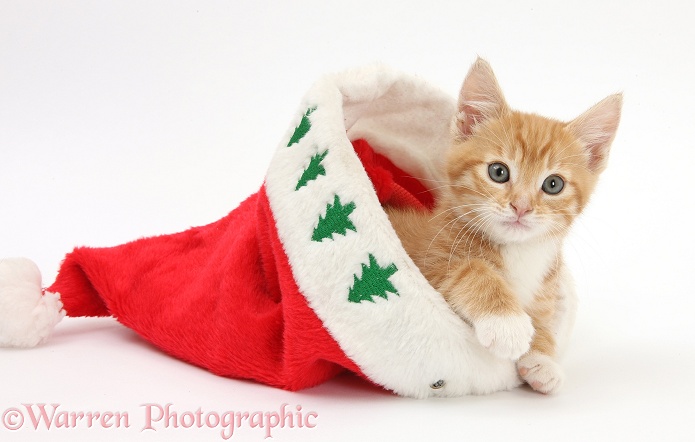 Ginger kitten, Tom, 8 weeks old, in a Father Christmas hat, white background