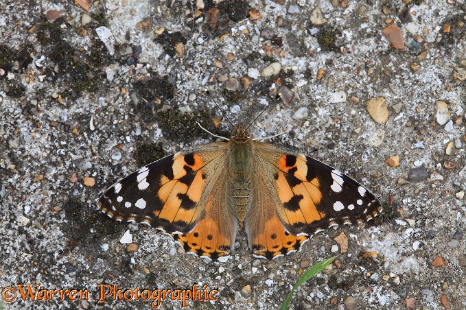 Painted Lady Butterfly (Cynthia cardui) basking in diffuse sun