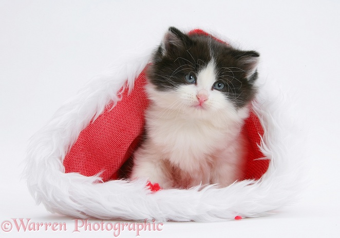 Black-and-white kitten in a Father Christmas hat, white background