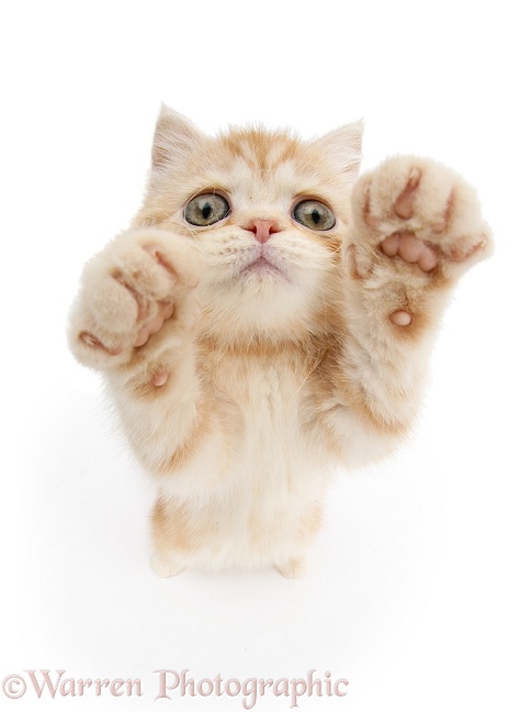 Ginger kitten reaching up, white background