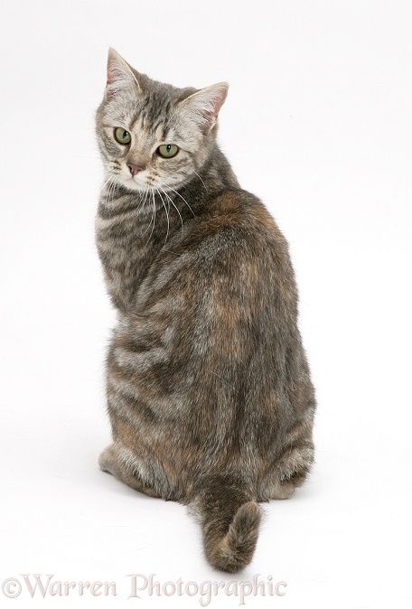 Tabby cat, Cynthia, looking over her shoulder, white background