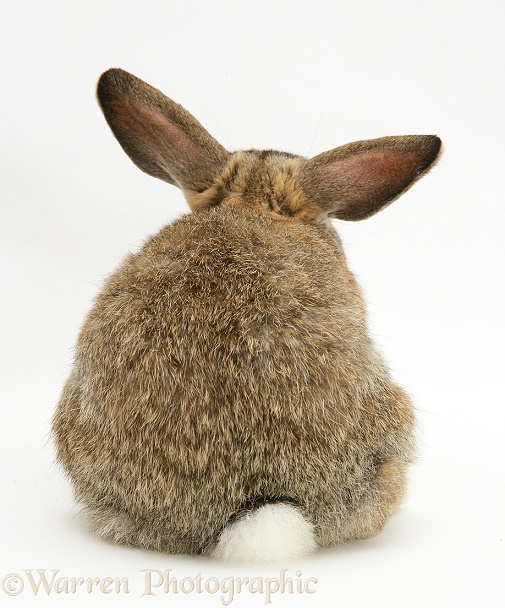 Agouti buck rabbit, back view, white background