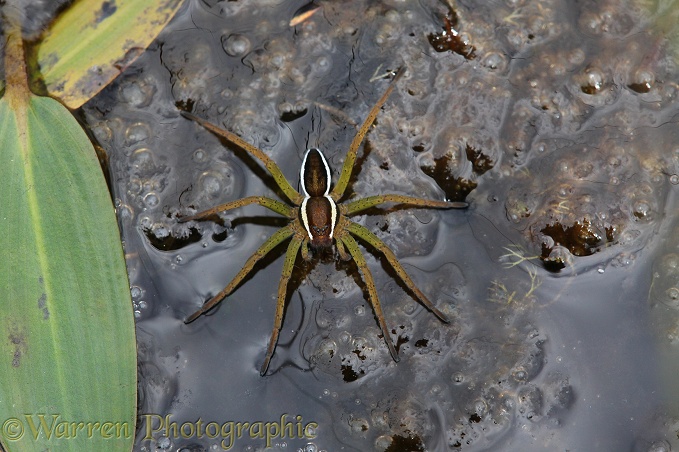 Raft Spider (Dolomedes fimbriatus) female immature