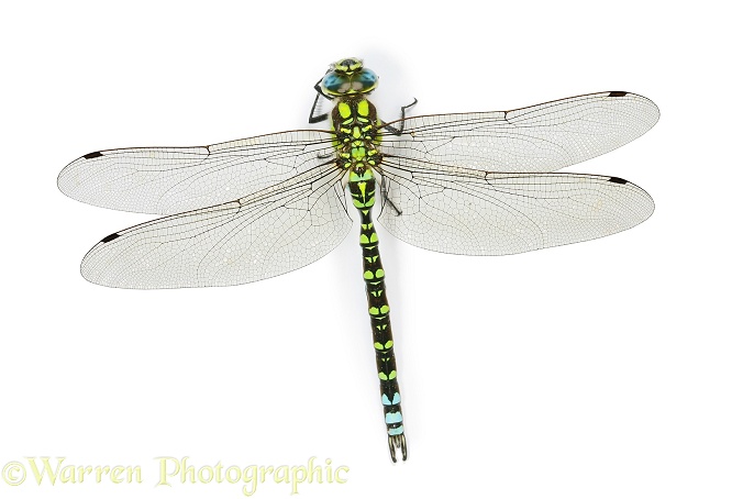 Southern Hawker Dragonfly (Aeshna cyanea) male