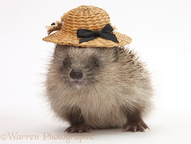 Baby Hedgehog (Erinaceus europaeus) wearing a straw hat, white background